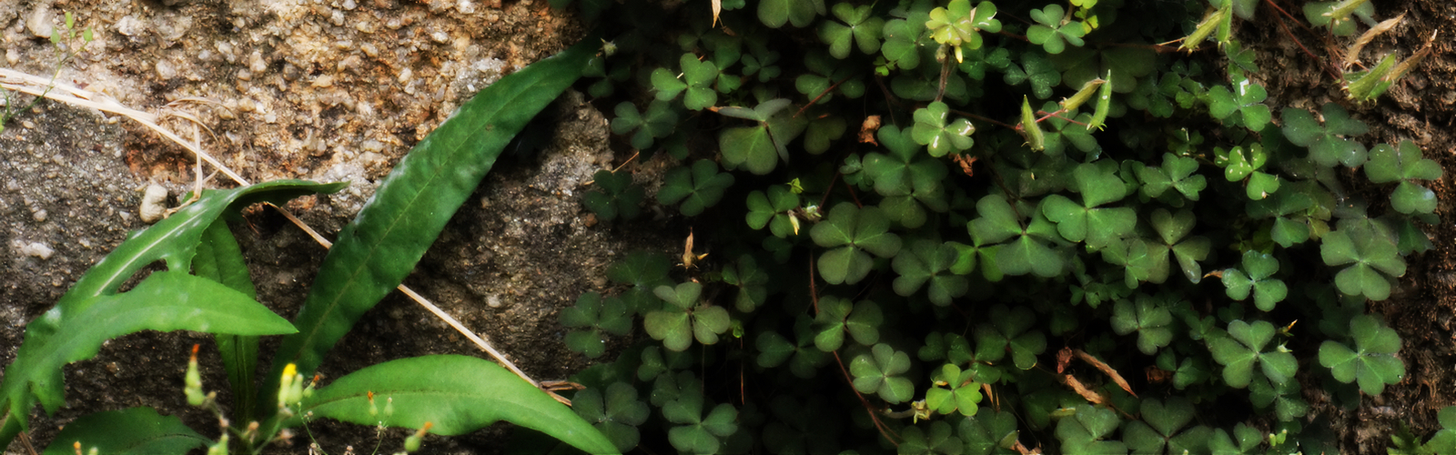 钟敬文先生故居的三叶草